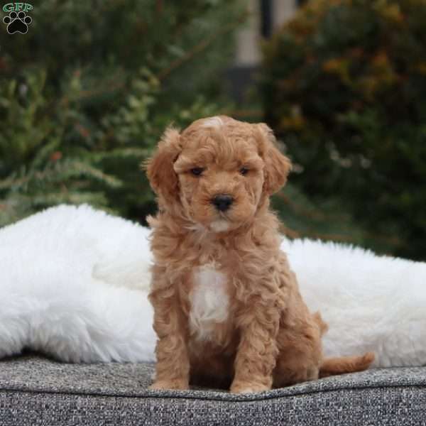 Gia F1B, Mini Goldendoodle Puppy